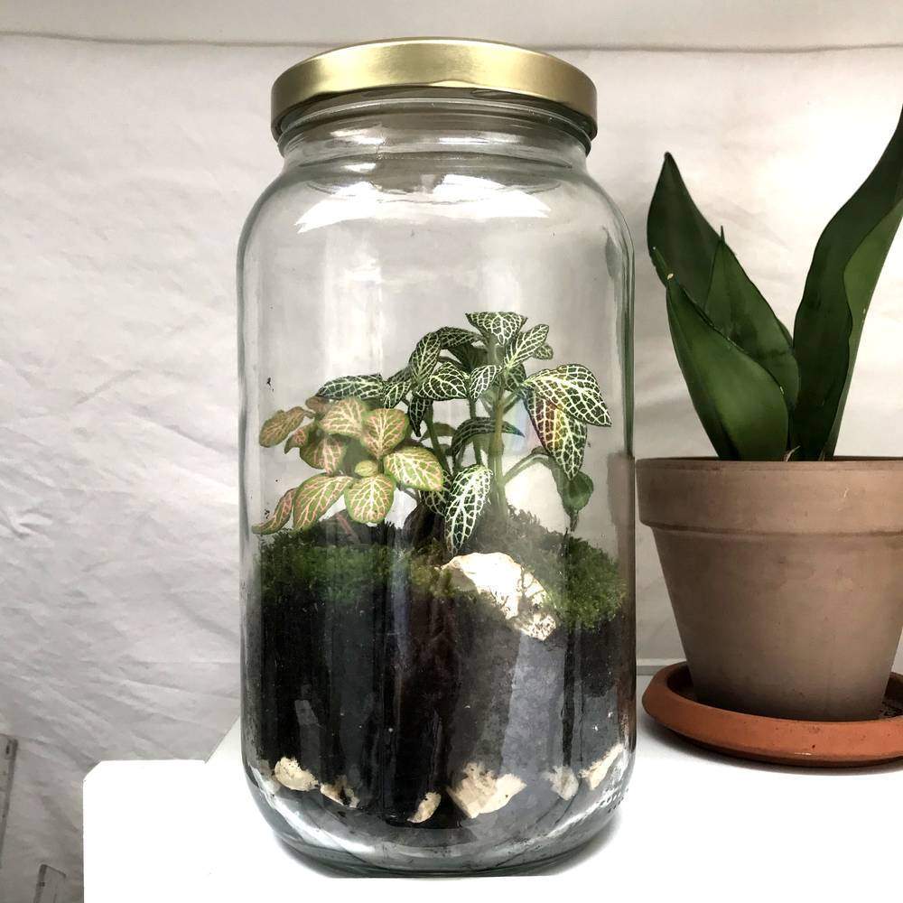 Créer terrarium