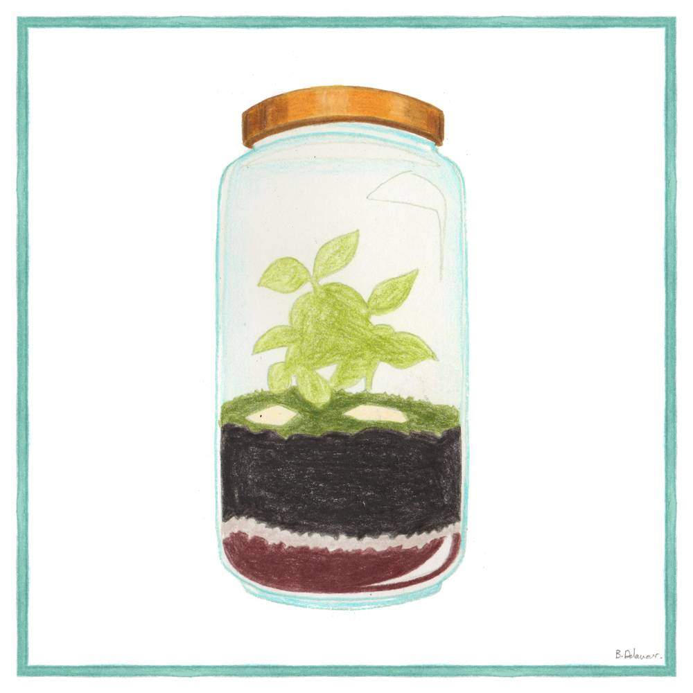 Arroser terrarium